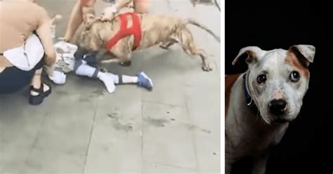 pitbull dog attacks the child